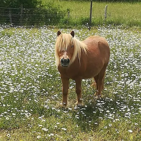 Campingplads La Tiny Dans La Prairie Saussignac